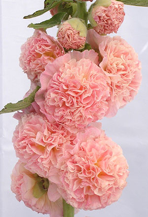 Hollyhock Chaters Salmon Pink Seeds