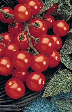  Cherry Red Cherry Tomato Seeds