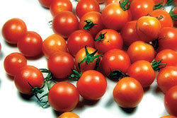 Cherry Tomato Select Seeds