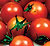 Cherry Tomato Select Seeds
