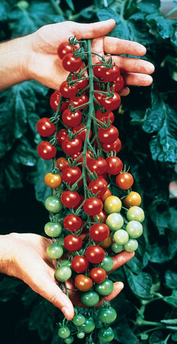 Sweet 100 Cherry Tomato Seeds