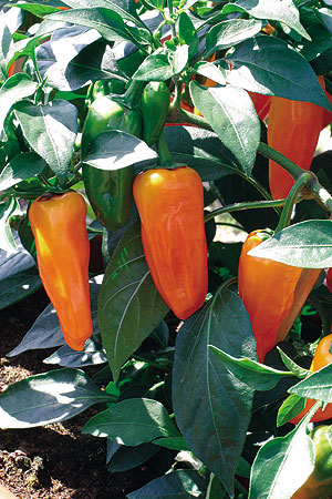 Container Patio Cheyenne F1 Pepper Seeds