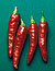 Hot Chili Pepper Select Seeds