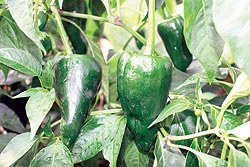 Tiburon F1 Chili Pepper Seeds