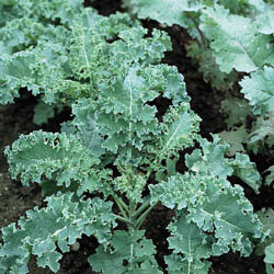 Chinese Blue Curled Kale Seeds