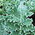 Kale Seeds