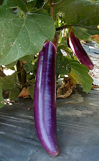 Chinese Purple Charm Hybrid Eggplant Seeds