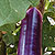 Chinese Purple Charm Hybrid Eggplant Seeds