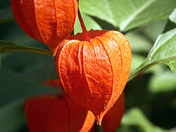 Orange Chinese Lantern Seeds
