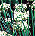 Garlic Chives Seeds