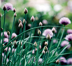 Onion Chives Seeds