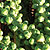 Churchill F1 Brussels Sprouts Seeds