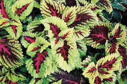 Rose Coleus Select Seeds