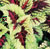 Kong Rose Coleus Seeds