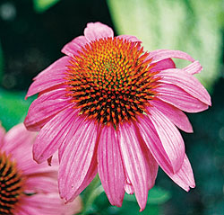 Echinacea Primadonna Deep Rose Coneflower Seeds