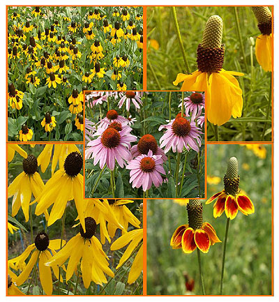 Coneflower Power Wildflower Seed Mix