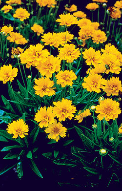 Early Sunrise Coreopsis Seeds