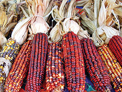 Fiesta F1 Ornamental Corn Seeds