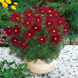 Sonata Carmine Red Cosmos Seeds