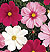 Cosmos Mix Select Seeds