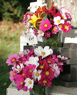 Versailles Cosmos Seeds