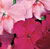 Accent Cranberry Punch Mix F1 Impatiens Seeds