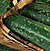 Burpee Cucumber Seeds