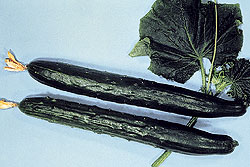 Burpless 26 F1 Slicing Cucumber Seeds