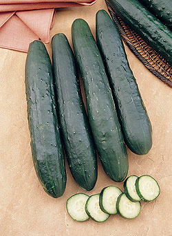 Slicing Cucumber Select Seeds