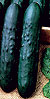 Bush Crop Cucumber Seeds