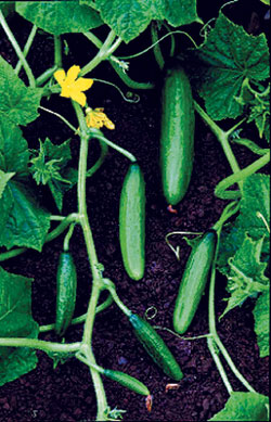 Diva Cucumber Seeds