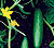 Diva Cucumber Seeds