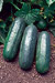 Eureka Cucumber Seeds