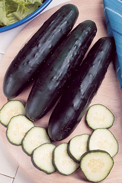 Fanfare Cucumber Seeds