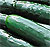 Marketmore Cucumber Seeds