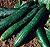 Sweet Slice Cucumber Seeds