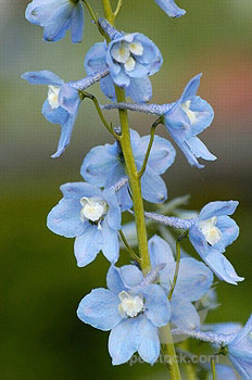 Connecticut Yankee Delphinium Seeds