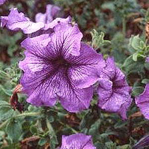 Daddy Blue F1 Petunia Seeds