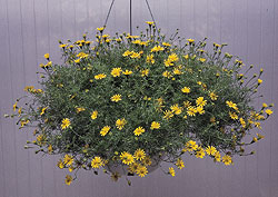 Golden Fleece Dahlberg Daisy Seeds