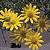 Dahlberg Daisy Seeds