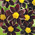 Dahlia Black Beauty Seeds
