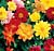 Figaro Mix Dahlia Seeds