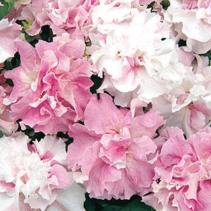 Double Cascade Pink Orchid Mist F1 Petunia Seeds