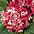 Double Salmon Pink White Duet F1 Petunia Seeds