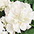 Double Sonata White Petunia Seeds