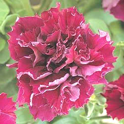 Double Cascade Burgundy F1 Petunia Seeds