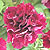Double Cascade Burgundy F1 Petunia Seeds