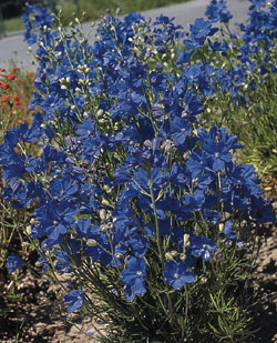 Blue Mirror Delphinium Seeds