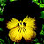 Designer Midnight Sun Pansy Seeds