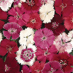 Floral Lace Dianthus Seeds